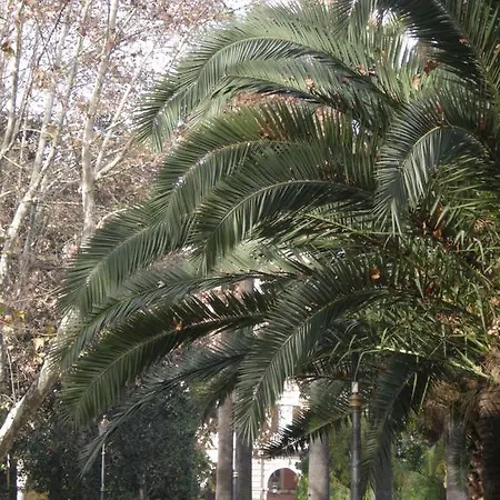 Le Sibille Daire Roma